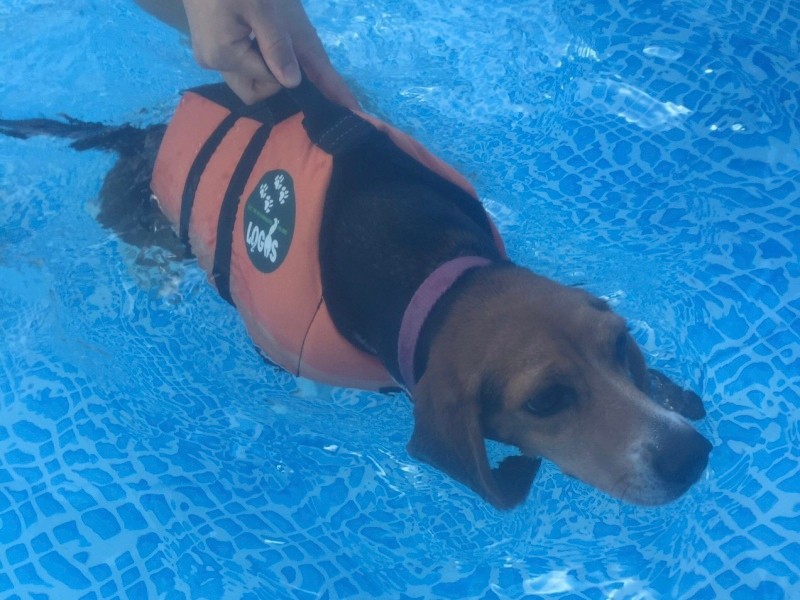 プールでのリハビリ実習（波戸さん提供）