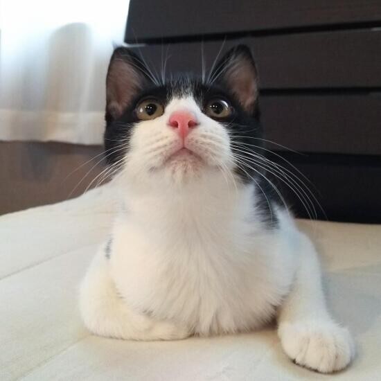 家にきたころの「ダリル」