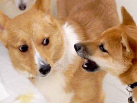 「処分宣告」されたコーギー、激アツ店長と出会う　「一緒に東京に行こう！」