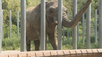 ゾウは1日に60～80キロの餌を食べる（香川・しろとり動物園）