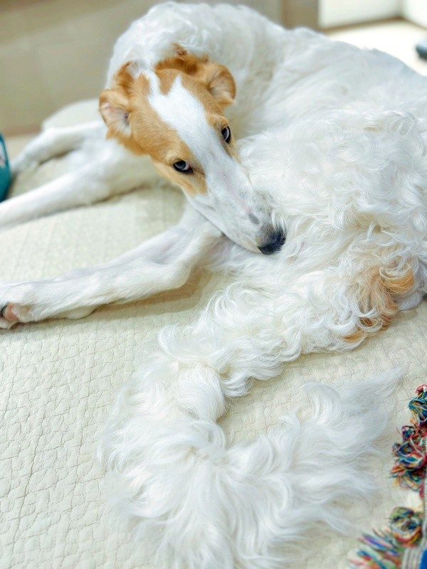 もふもふの尻尾が素敵なラムくん（画像提供：ベル ラム ボルゾイさん）