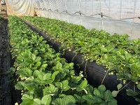 農園のいちご狩りなら、個性的ないちごに出会えるかも