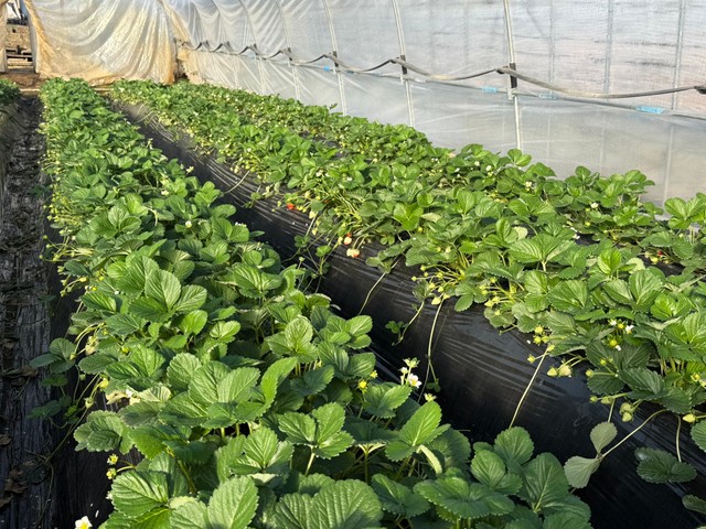 農園のいちご狩りなら、個性的ないちごに出会えるかも