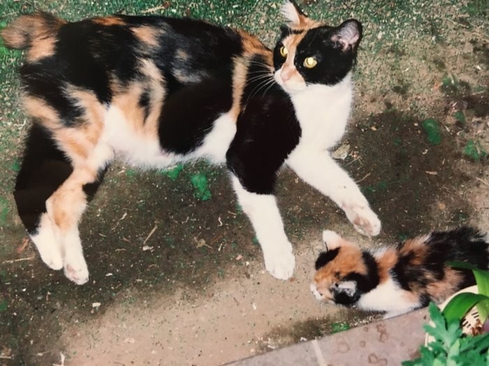 12年前、母猫と