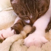 ごめんねとろねこ