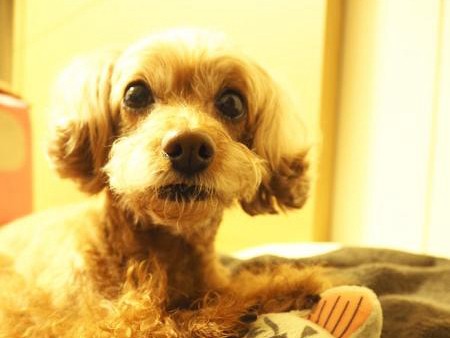 愛犬トイプーは犬なのに、猫派？！