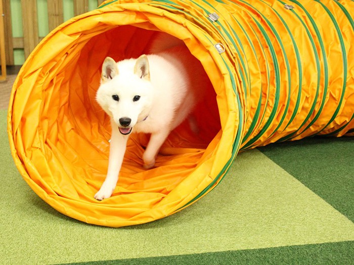 トンネル大好き、白柴一郎くん！