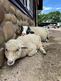 いろんなお顔の子がいます（提供：六甲山牧場）