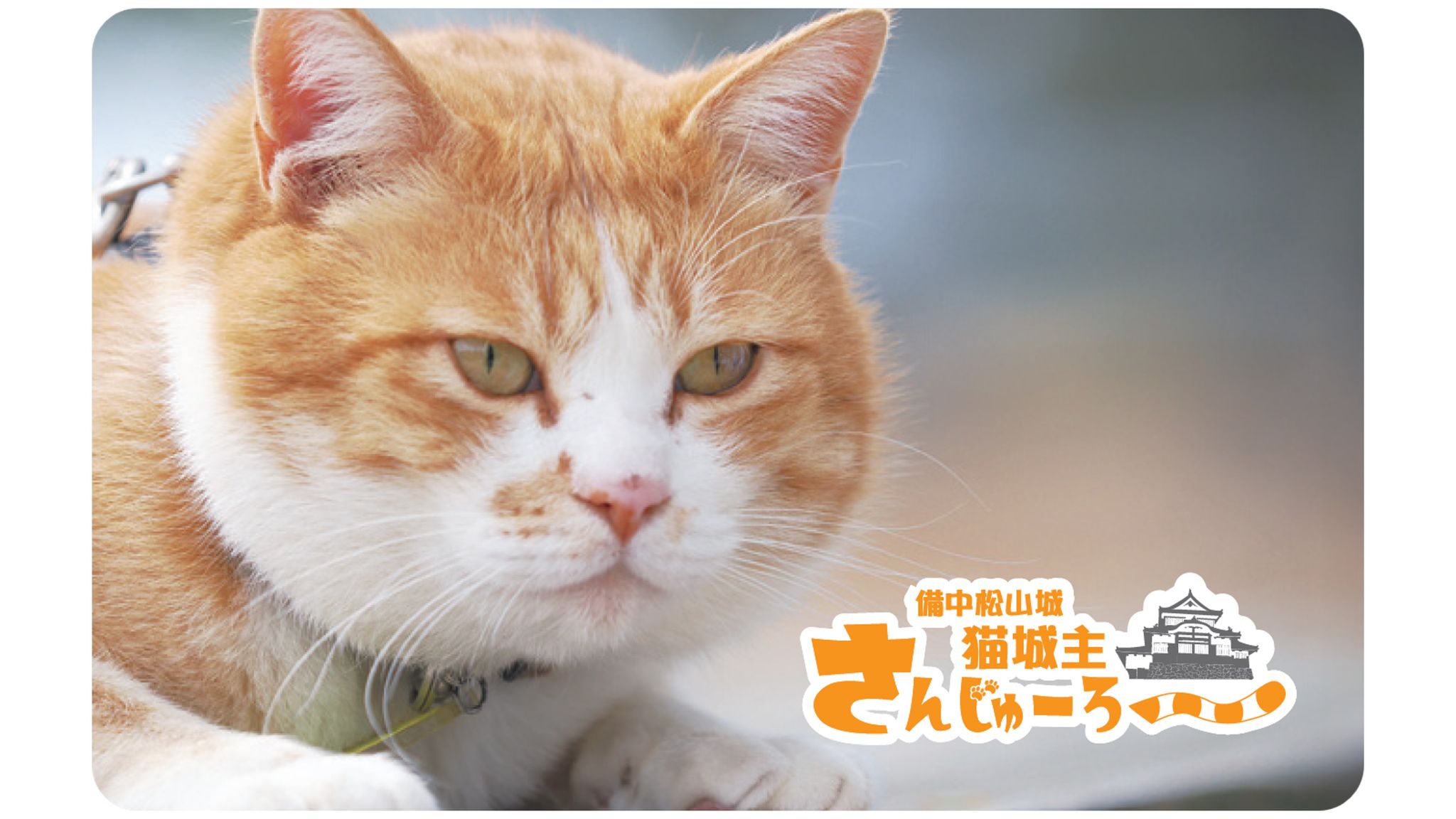 集めて学ぶ猫城主さんじゅーろーカード 備中松山城 猫城主さんじゅーろーの新グッズを発売するニャー 岡山