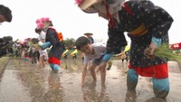 田植えの体験