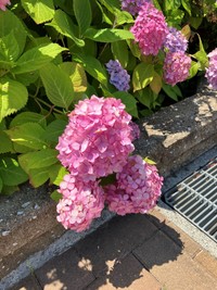 ブロック側に咲くピンク色のアジサイ