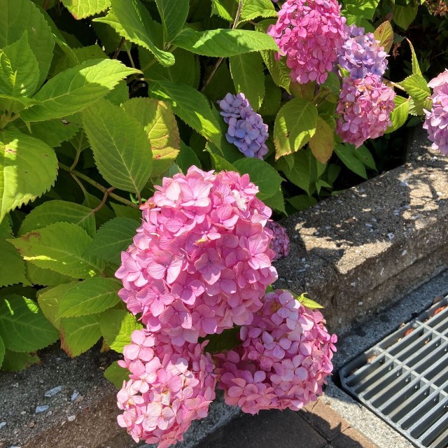 ブロック側に咲くピンク色のアジサイ