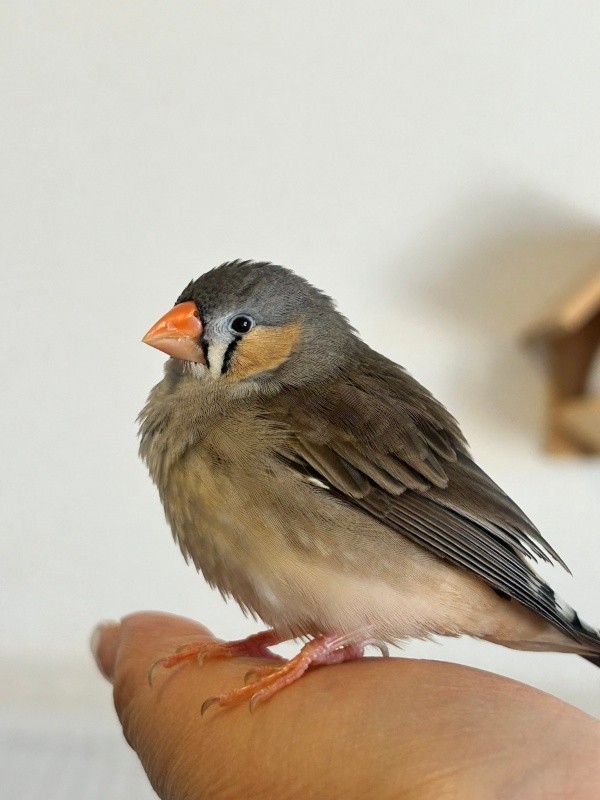 キンカチョウの「しめじ」ちゃん（画像提供：ハクサイーヌ（固定）@レタスの飼い主さん）