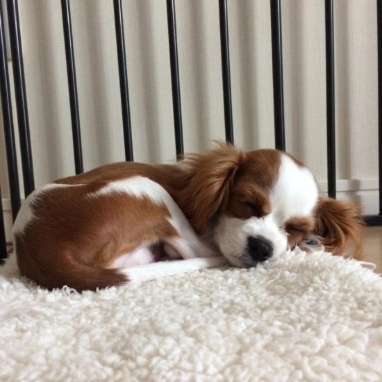 家にきたころの「マルコ」

