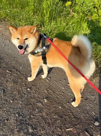 散歩中、くるっと振り返るろんくん（画像提供：柴犬 ろんさん）