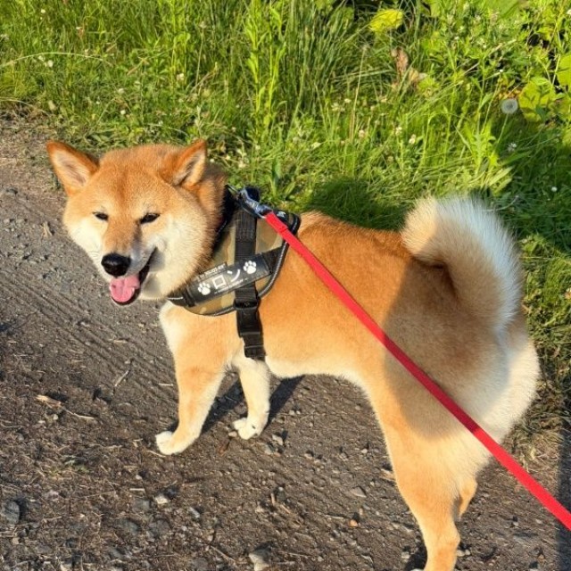散歩中、くるっと振り返るろんくん（画像提供：柴犬 ろんさん）