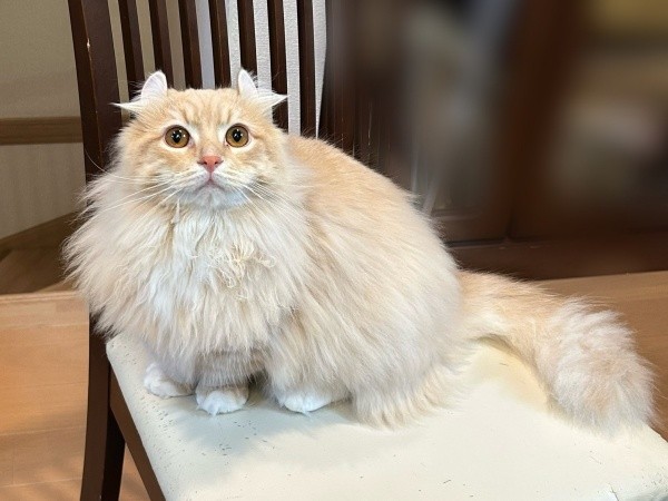 きゅるんとした瞳とゴージャスな被毛が素敵なチロルくん（画像提供：ちゃろこさん）