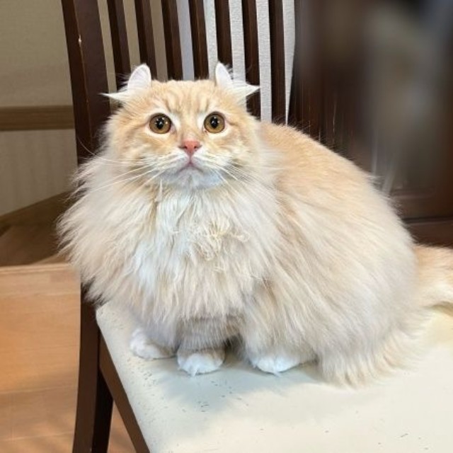 きゅるんとした瞳とゴージャスな被毛が素敵なチロルくん（画像提供：ちゃろこさん）