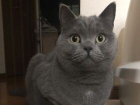 お目々らんらん　新しいもの好きのブリショ「むぅちゃん」