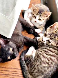 窓辺でニャルソックする子猫時代の（左から時計回りに）黒猫・ジョンちゃん、チャームくん、ロッキーくん（画像提供：みぃ～みぃ～ちゃんとジャミラズさん）