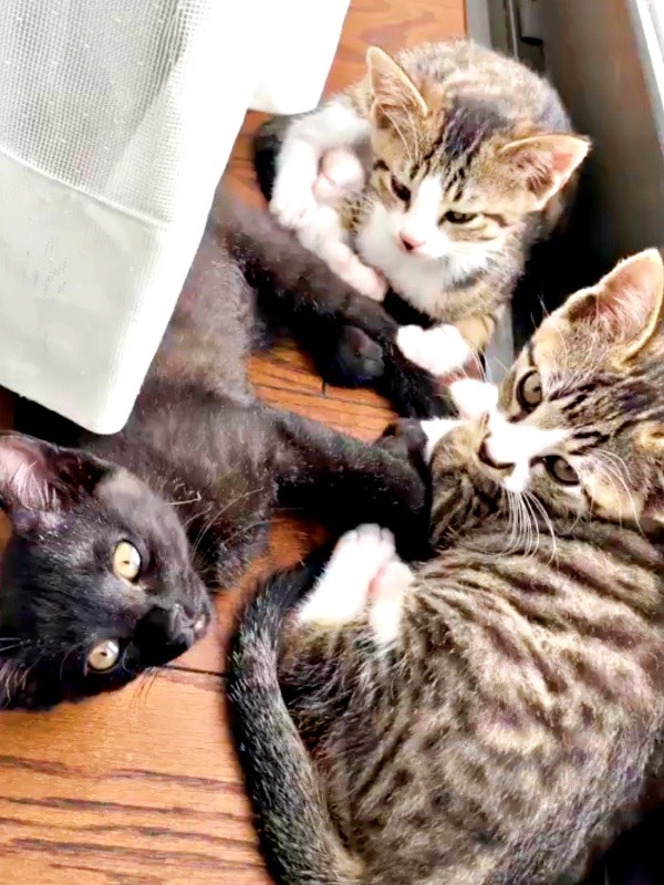 窓辺でニャルソックする子猫時代の（左から時計回りに）黒猫・ジョンちゃん、チャームくん、ロッキーくん（画像提供：みぃ～みぃ～ちゃんとジャミラズさん）