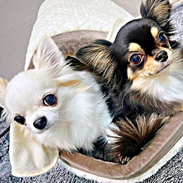  「おこぼれ貰い隊」（左から）小羽ちゃん、小梅ちゃん。勇姿が話題に（画像提供：梅羽毬さん）