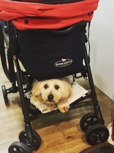 ナースステーションでデスク作業をする環奈さんを待つハニーパン「手際がいいわね、さすが私のママ」