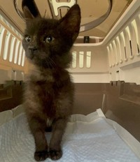 保護された子猫（須藤さん提供、Instagramよりキャプチャ撮影）