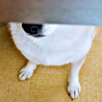 「ご飯、落ちてくるかな？」。テーブル下でじっと待つゆめちゃん（画像提供：柴犬の見る夢さん）