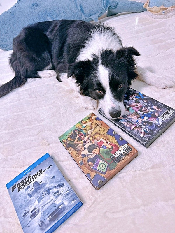 『HUNTER×HUNTER』THE STAGE 2のDVDを選ぶレティちゃん（画像提供：レティ ボーダーコリーさん）