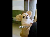 「わかった」と応えるようにステップを踏むハナちゃん（画像提供：うわうわ犬のハナさん）