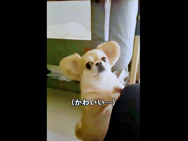 「わかった」と応えるようにステップを踏むハナちゃん（画像提供：うわうわ犬のハナさん）