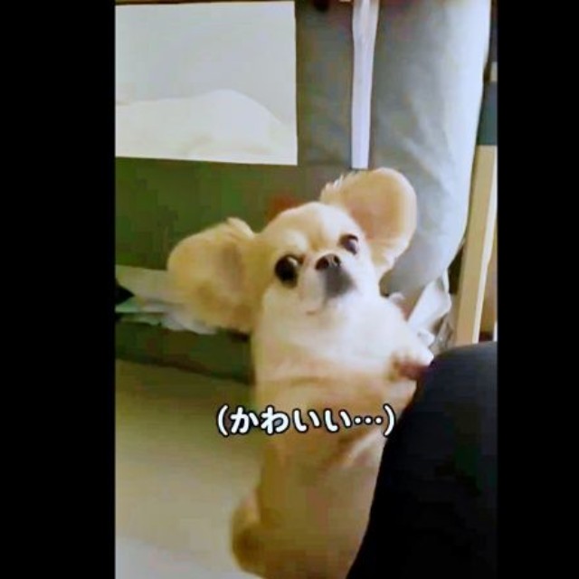 「わかった」と応えるようにステップを踏むハナちゃん（画像提供：うわうわ犬のハナさん）