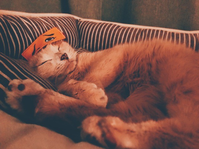 健やかに眠るある日の水丸さん