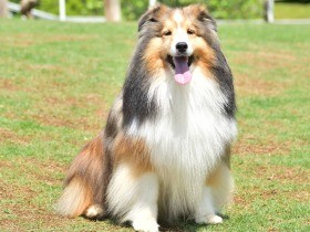 自分のオナラにびっくり　一家のお笑い担当、シェットランドシープドッグ「元気」