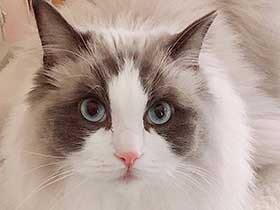 モフモフしている場所が好き　甘えん坊のラグドール「エル」