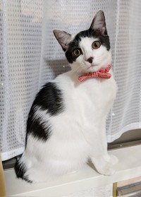 素敵なレディに成長したくるりちゃん（画像提供：うちのお嬢さん）