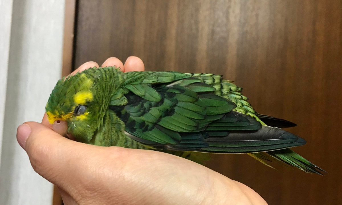 指に乗ってほしいのに…頭を擦り付けてくるインコに「違う、そう