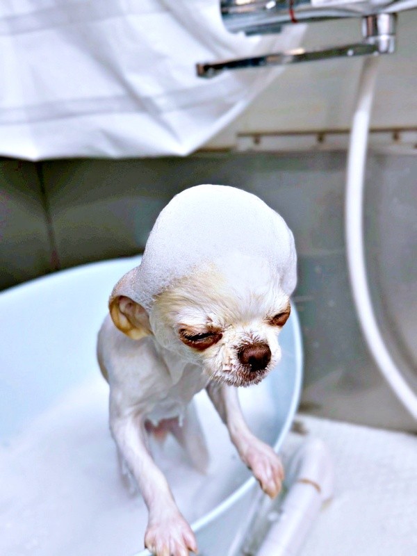 「ドビーじゃないよ？」 シャンプー中の弟くん（画像提供：チワワのお姉ちゃんとお兄ちゃんと弟くん）