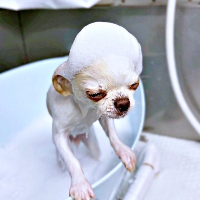 「ドビーじゃないよ？」 シャンプー中の弟くん（画像提供：チワワのお姉ちゃんとお兄ちゃんと弟くん）