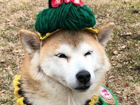 おしゃれしてお友達と公園へ　ワンプロもできるようになった柴犬「しずく」