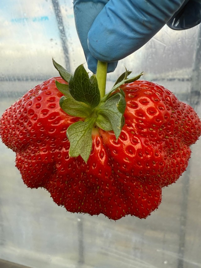 巨大すぎるいちごを発見！