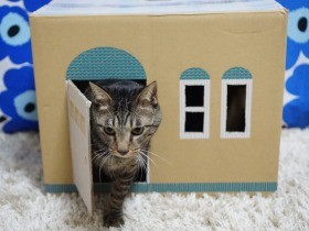 猫砂の段ボール箱がハウスに変身　大ヒットし、フードにも拡大