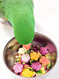 器の中をのぞきこむオオハナさん（画像提供：ゴンさん）