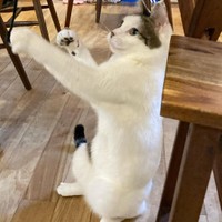 ボクサースタイル？紐で遊んでいます