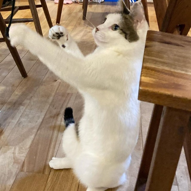 ボクサースタイル？紐で遊んでいます