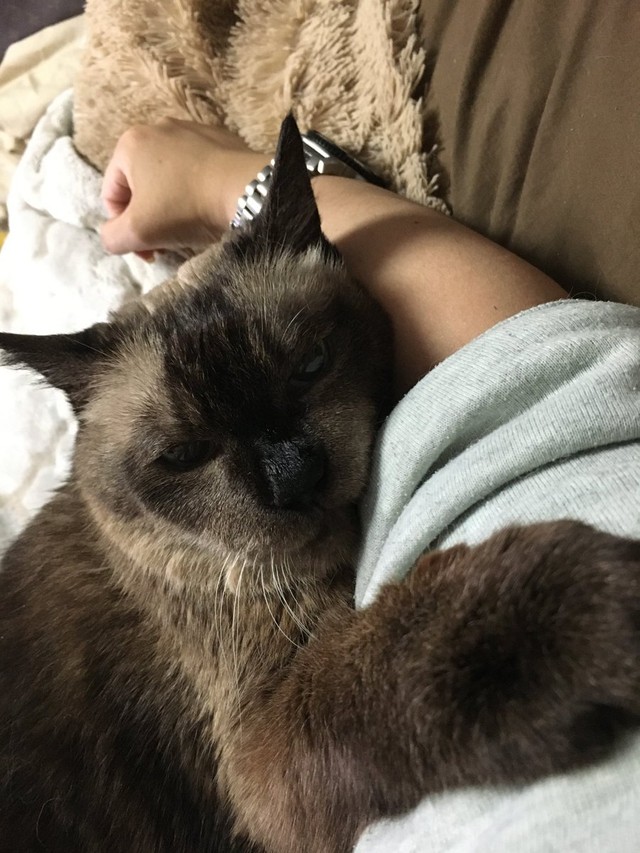 ママの腕枕、気持ちいいにゃ〜＝turyさん（@tury21702354）提供