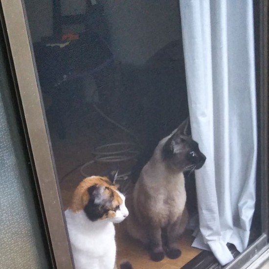 活発なきなこちゃんとは性格は正反対だが仲良し