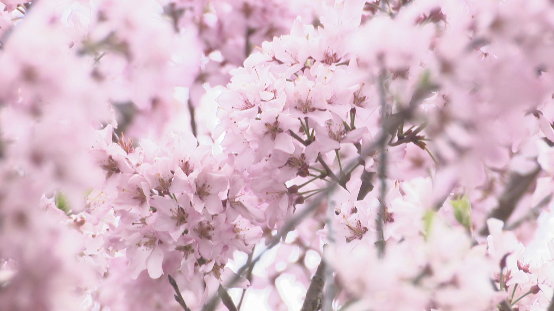 国営讃岐まんのう公園で4種類の桜が満開 注目の品種「ジンダイアケボノ