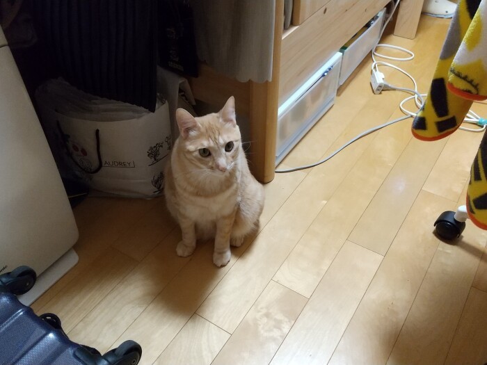 別宅でくつろぐきなこ